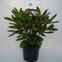 Dwergrhododendron (Rhododendron 'Caroline Allbrook') -Aanbiedingen Groene Hekken Winkel car. allbrook c4 voor 1
