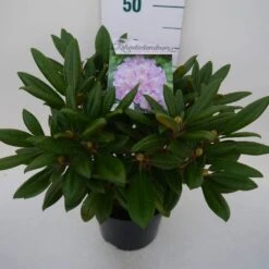 Dwergrhododendron (Rhododendron 'Caroline Allbrook') -Aanbiedingen Groene Hekken Winkel car. allbrook c4 zij 1