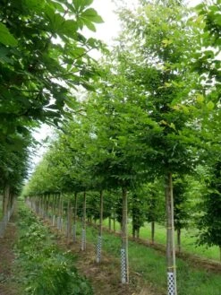 Grote Haagbeuk (Carpinus Betulus)