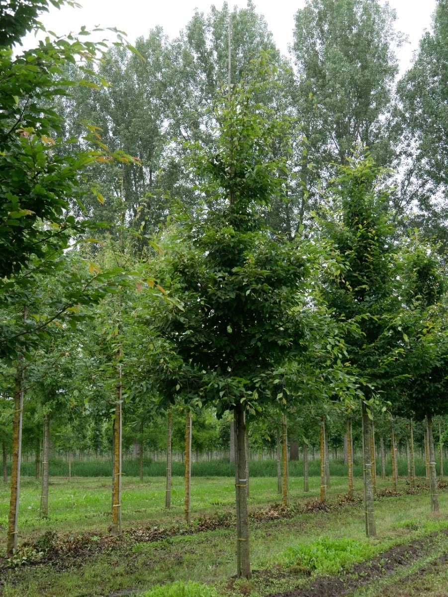 Grote Haagbeuk (Carpinus Betulus) 4 Grote Haagbeuk (Carpinus Betulus) - Afbeelding 2