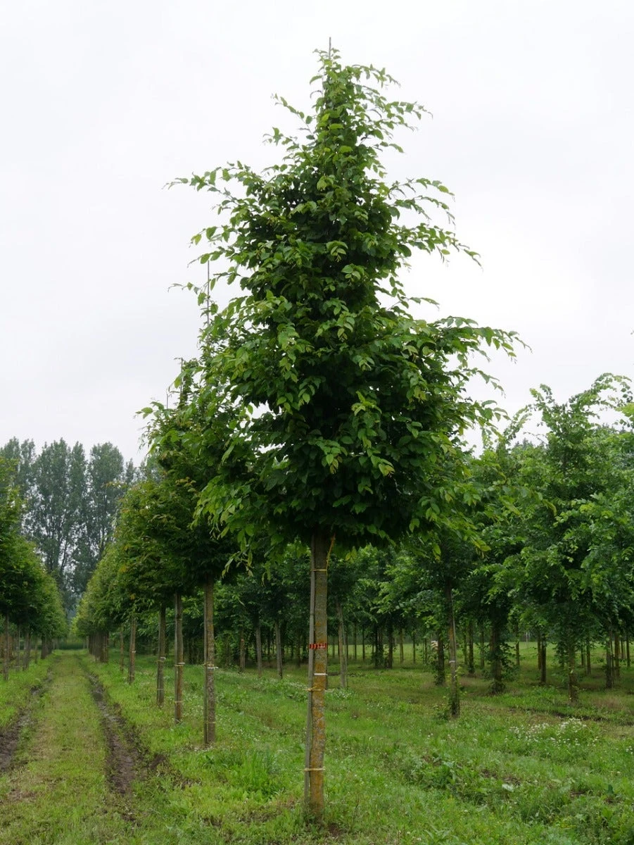 Grote Haagbeuk (Carpinus Betulus) 5 Grote Haagbeuk (Carpinus Betulus) - Afbeelding 3