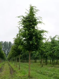 Haagbeuk Als Boom (Carpinus Betulus) -Aanbiedingen Groene Hekken Winkel carpinus betulus s 25 30 1 1