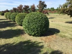 Haagbeuk Als Bolvorm (Carpinus Betulus) 24 Haagbeuk Als Bolvorm (Carpinus Betulus) -Aanbiedingen Groene Hekken Winkel carpinus betulus 140 cm breed bol drkl 1