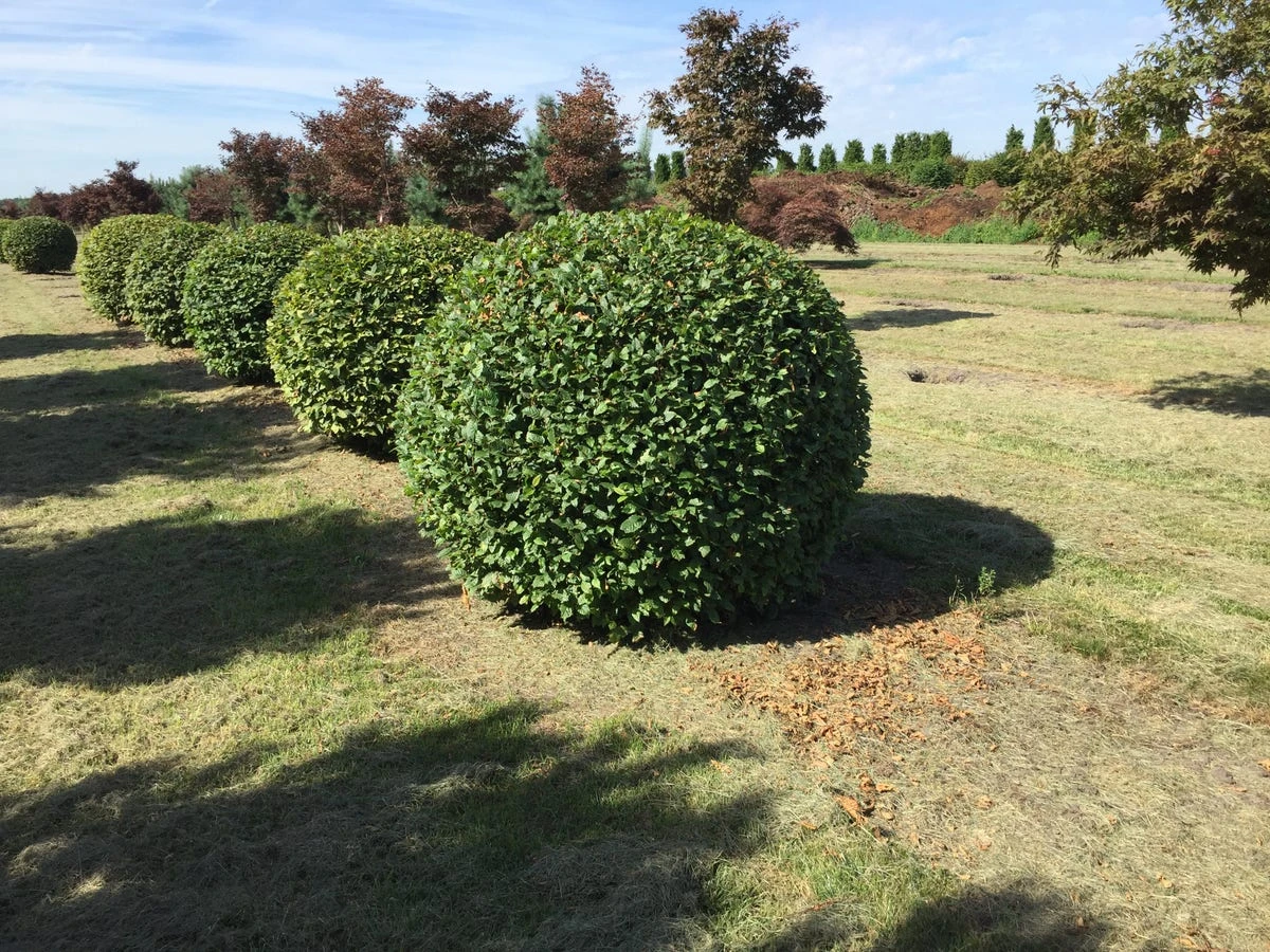 Haagbeuk Als Bolvorm (Carpinus Betulus) 11 Haagbeuk Als Bolvorm (Carpinus Betulus) - Afbeelding 9