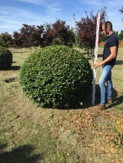 Haagbeuk Als Bolvorm (Carpinus Betulus) 26 Haagbeuk Als Bolvorm (Carpinus Betulus) -Aanbiedingen Groene Hekken Winkel carpinus betulus 140 cm breed bol drkl 3