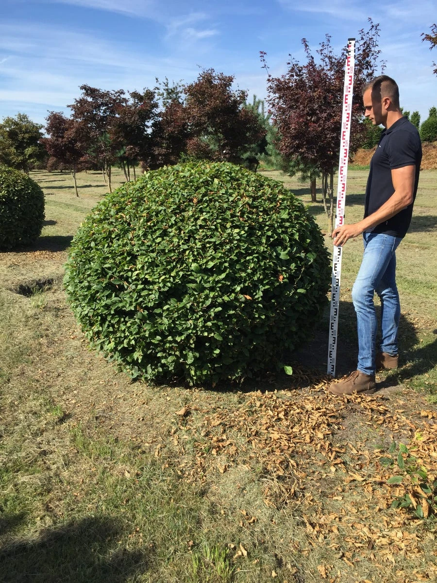 Haagbeuk Als Bolvorm (Carpinus Betulus) 13 Haagbeuk Als Bolvorm (Carpinus Betulus) - Afbeelding 11