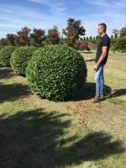 Haagbeuk Als Bolvorm (Carpinus Betulus) 29 Haagbeuk Als Bolvorm (Carpinus Betulus) -Aanbiedingen Groene Hekken Winkel carpinus betulus 160 cm breed bol drkl 3