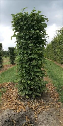 Haagbeuk Als Haagelement (Carpinus Betulus) 36 Haagbeuk Als Haagelement (Carpinus Betulus) -Aanbiedingen Groene Hekken Winkel carpinus betulus 180 x 50 x 50 cm drkl haagelement 1