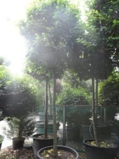 Haagbeuk In Kubusvorm (Carpinus Betulus) -Aanbiedingen Groene Hekken Winkel carpinus betulus 20 25ho c240 kubus 1