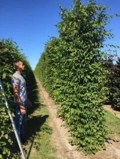 Haagbeuk Als Haagelement (Carpinus Betulus) 27 Haagbeuk Als Haagelement (Carpinus Betulus) -Aanbiedingen Groene Hekken Winkel carpinus betulus 350x50x50 haagelement 1