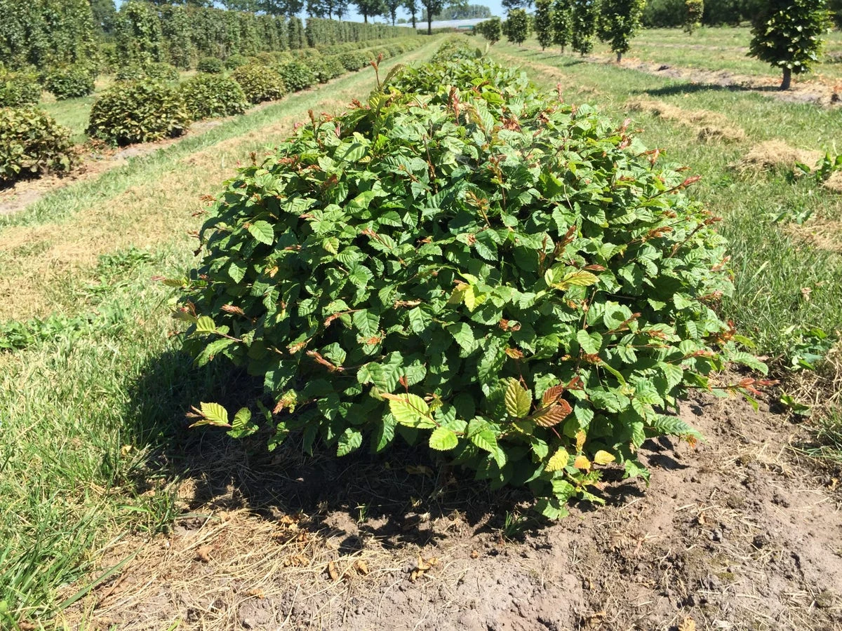 Haagbeuk Als Bolvorm (Carpinus Betulus) 4 Haagbeuk Als Bolvorm (Carpinus Betulus) - Afbeelding 2