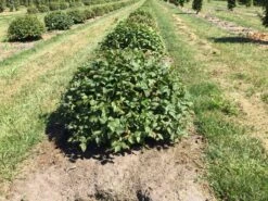 Haagbeuk Als Bolvorm (Carpinus Betulus) 18 Haagbeuk Als Bolvorm (Carpinus Betulus) -Aanbiedingen Groene Hekken Winkel carpinus betulus 60 cm breed bol drkl 2