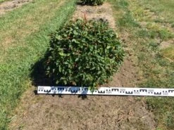 Haagbeuk Als Bolvorm (Carpinus Betulus) 19 Haagbeuk Als Bolvorm (Carpinus Betulus) -Aanbiedingen Groene Hekken Winkel carpinus betulus 70 cm breed bol drkl 3