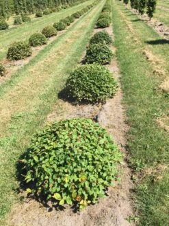 Haagbeuk Als Bolvorm (Carpinus Betulus) 20 Haagbeuk Als Bolvorm (Carpinus Betulus) -Aanbiedingen Groene Hekken Winkel carpinus betulus 80 cm breed bol drkl 1