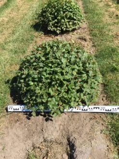 Haagbeuk Als Bolvorm (Carpinus Betulus) 21 Haagbeuk Als Bolvorm (Carpinus Betulus) -Aanbiedingen Groene Hekken Winkel carpinus betulus 80 cm breed bol drkl 2