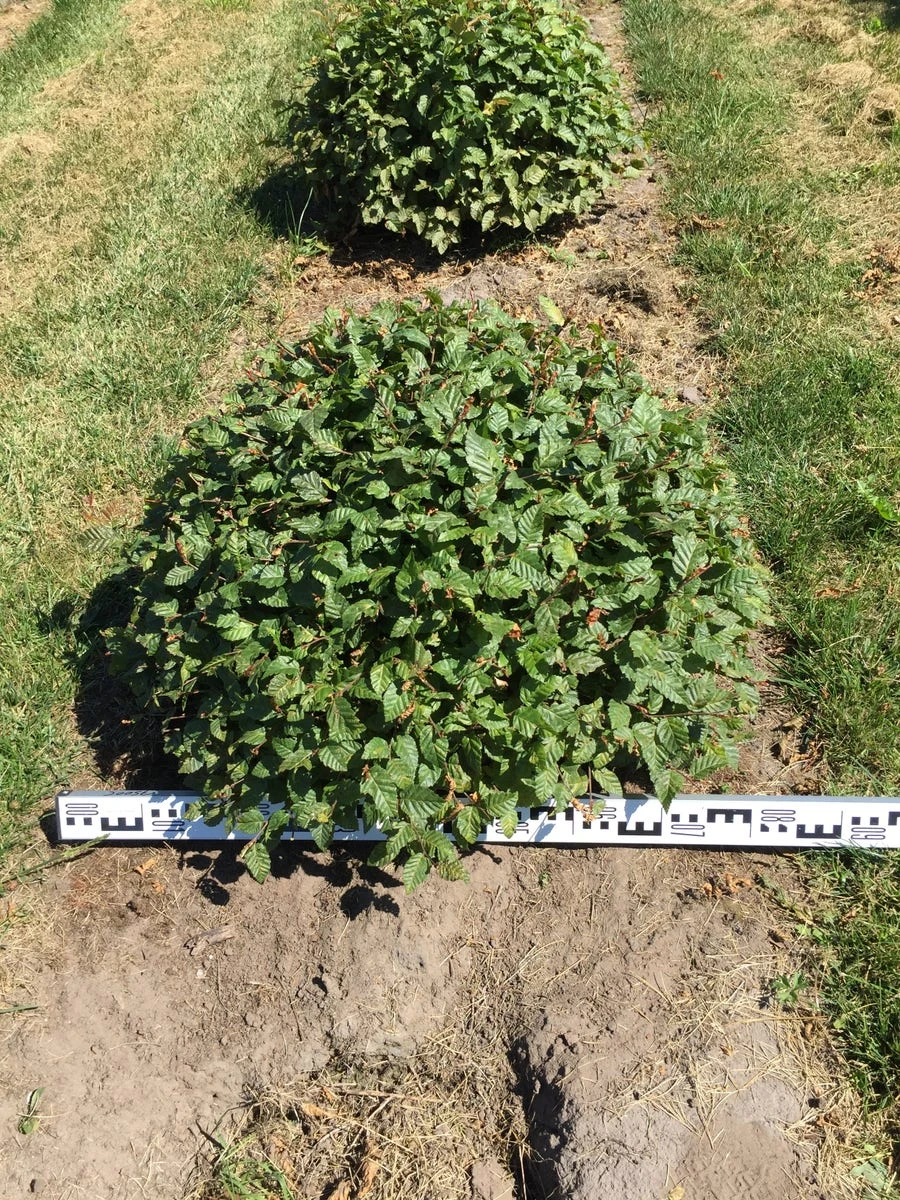 Haagbeuk Als Bolvorm (Carpinus Betulus) 8 Haagbeuk Als Bolvorm (Carpinus Betulus) - Afbeelding 6