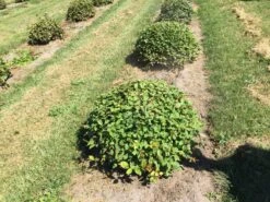Haagbeuk Als Bolvorm (Carpinus Betulus) 22 Haagbeuk Als Bolvorm (Carpinus Betulus) -Aanbiedingen Groene Hekken Winkel carpinus betulus 80 cm breed bol drkl 3