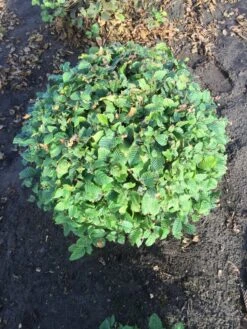 Haagbeuk Als Bolvorm (Carpinus Betulus) 23 Haagbeuk Als Bolvorm (Carpinus Betulus) -Aanbiedingen Groene Hekken Winkel carpinus betulus 90 cm breed bol drkl 1