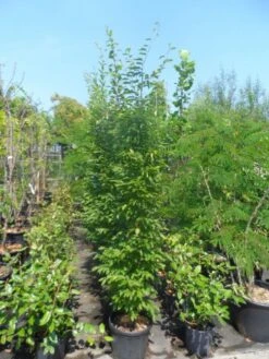 Haagbeuk (Carpinus Betulus 'Fastigiata') 26 Haagbeuk (Carpinus Betulus 'Fastigiata') -Aanbiedingen Groene Hekken Winkel carpinus betulus fastigiata 175 200 250 c25