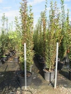 Haagbeuk Als Boom (Carpinus Betulus 'Fastigiata') -Aanbiedingen Groene Hekken Winkel carpinus betulus fastigiata 200 250 1