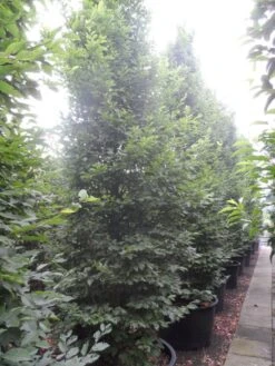 Haagbeuk (Carpinus Betulus 'Fastigiata') 24 Haagbeuk (Carpinus Betulus 'Fastigiata') -Aanbiedingen Groene Hekken Winkel carpinus betulus fastigiata 350 400 500 c240