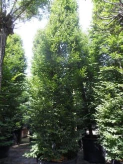 Haagbeuk (Carpinus Betulus 'Fastigiata') 25 Haagbeuk (Carpinus Betulus 'Fastigiata') -Aanbiedingen Groene Hekken Winkel carpinus betulus fastigiata 500 600 700 c500