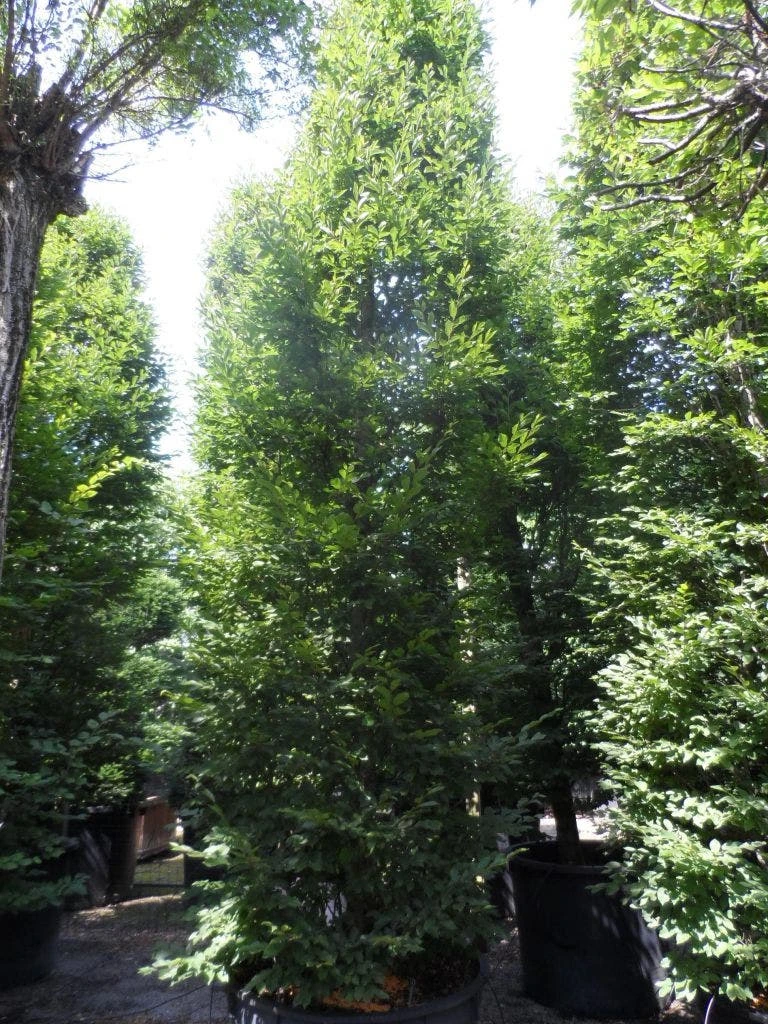 Haagbeuk (Carpinus Betulus 'Fastigiata') 10 Haagbeuk (Carpinus Betulus 'Fastigiata') - Afbeelding 8