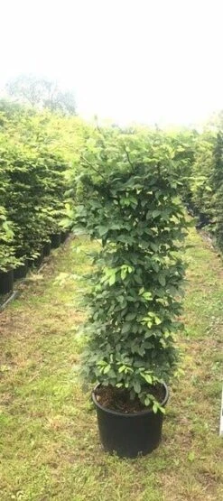Haagbeuk Als Haagelement (Carpinus Betulus) -Aanbiedingen Groene Hekken Winkel carpinus betulus h100x50x50