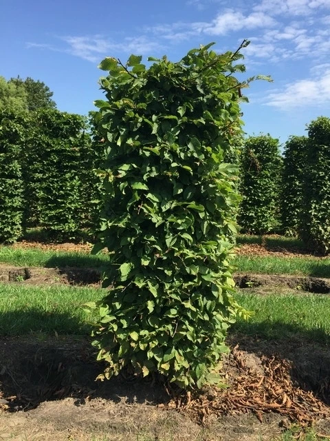 Haagbeuk Als Haagelement (Carpinus Betulus) 6 Haagbeuk Als Haagelement (Carpinus Betulus) - Afbeelding 4