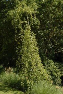 Treurhaagbeuk (Carpinus Betulus 'Pendula') -Aanbiedingen Groene Hekken Winkel carpinus betulus pendula01