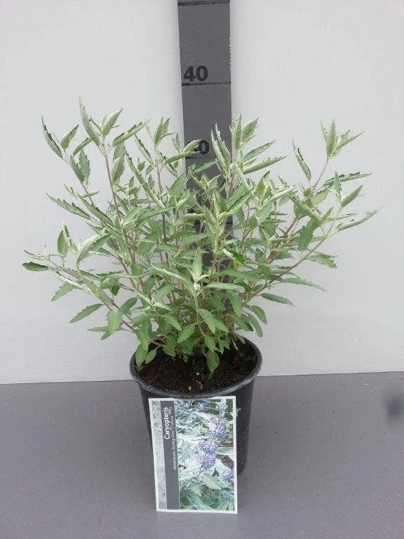 Caryopteris (Caryopteris X Clandonensis 'Sterling Silver') 8 Caryopteris (Caryopteris X Clandonensis 'Sterling Silver') - Afbeelding 6