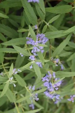 Caryopteris (Caryopteris Clandonensis 'Blue Empire') -Aanbiedingen Groene Hekken Winkel caryopteris clan blue empire 2