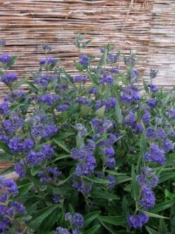 Caryopteris (Caryopteris Clandonensis 'Thetis') -Aanbiedingen Groene Hekken Winkel caryopteris clandonensis thetis 1