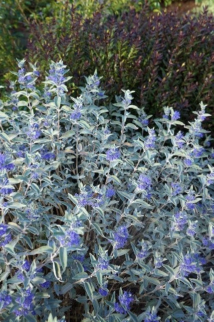 Caryopteris (Caryopteris X Clandonensis 'Sterling Silver') 5 Caryopteris (Caryopteris X Clandonensis 'Sterling Silver') - Afbeelding 3