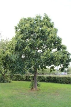 Tamme Kastanje (Castanea Sativa) -Aanbiedingen Groene Hekken Winkel castanea sativa tamme kastanje 2 2