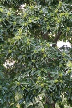 Tamme Kastanje (Castanea Sativa) -Aanbiedingen Groene Hekken Winkel castanea sativa tamme kastanje 3 2