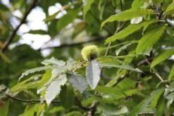 Tamme Kastanje (Castanea Sativa) -Aanbiedingen Groene Hekken Winkel castanea sativa tamme kastanje 9 2