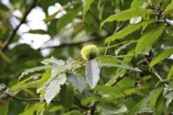 Tamme Kastanje Als Halfstam (Castanea Sativa) -Aanbiedingen Groene Hekken Winkel castanea sativa tamme kastanje 9 1