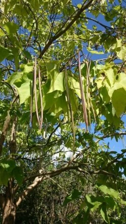Trompetboom (Catalpa Bignonioides) -Aanbiedingen Groene Hekken Winkel catalpa 1 1