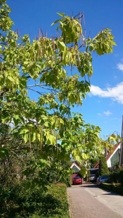 Trompetboom (Catalpa Bignonioides) -Aanbiedingen Groene Hekken Winkel catalpa 2 1 1