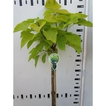 Trompetboom Op Stam (Catalpa Bignonioides 'Aurea') 3 Trompetboom Op Stam (Catalpa Bignonioides 'Aurea')