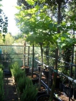 Gele Trompetboom (Catalpa Bignonioides 'Aurea') -Aanbiedingen Groene Hekken Winkel catalpa bignonioides aurea 120stam c35