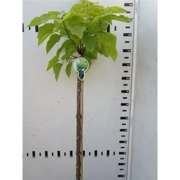 Trompetboom Op Stam (Catalpa Bignonioides 'Aurea') 4 Trompetboom Op Stam (Catalpa Bignonioides 'Aurea') - Afbeelding 2
