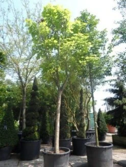 Gele Trompetboom (Catalpa Bignonioides 'Aurea') -Aanbiedingen Groene Hekken Winkel catalpa bignonioides aurea 35 40ho c350 1