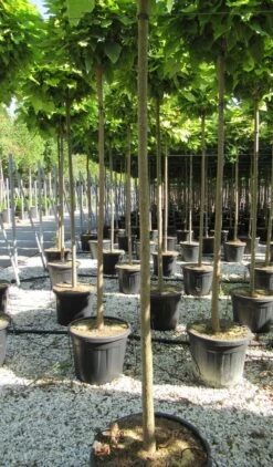 Bolcatalpa (Catalpa Bignonioides 'Nana') -Aanbiedingen Groene Hekken Winkel catalpa bignonioides nana 10 12 2