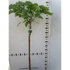 Trompetboom Op Stam (Catalpa Bignonioides 'Nana'), Halfstam -Aanbiedingen Groene Hekken Winkel catalpa bignonioides nana 130cm