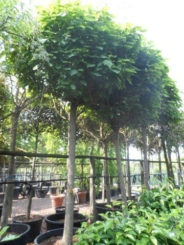 Bolcatalpa (Catalpa Bignonioides 'Nana') 4 Bolcatalpa (Catalpa Bignonioides 'Nana') - Afbeelding 2