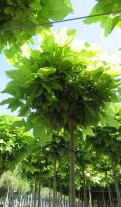 Bolcatalpa (Catalpa Bignonioides 'Nana') 10 Bolcatalpa (Catalpa Bignonioides 'Nana') -Aanbiedingen Groene Hekken Winkel catalpa bignonioides nana 5