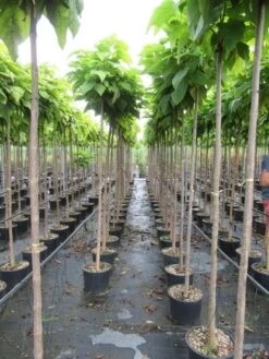 Bolcatalpa (Catalpa Bignonioides 'Nana') 12 Bolcatalpa (Catalpa Bignonioides 'Nana') -Aanbiedingen Groene Hekken Winkel catalpa bignonioides nana 6 8 1