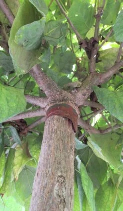 Bolcatalpa (Catalpa Bignonioides 'Nana') -Aanbiedingen Groene Hekken Winkel catalpa bignonioides nana 6 2